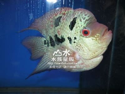 元寶羅漢魚